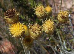 Syncarpha staehelina