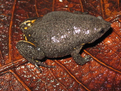 Elachistocleis cesarii