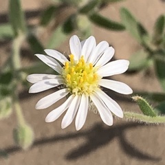 Felicia clavipilosa