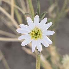 Felicia clavipilosa