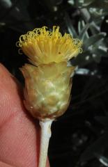 Syncarpha staehelina