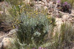 Syncarpha staehelina