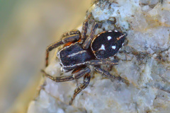 Attulus goricus
