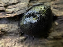 Camarops