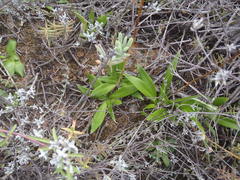 Chlorophytum crispum