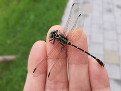 Burmagomphus collaris