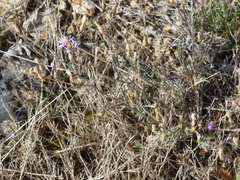 Centaurea paniculata