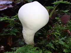 Lycoperdon spadiceum