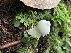 Lycoperdon spadiceum