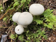 Lycoperdon spadiceum