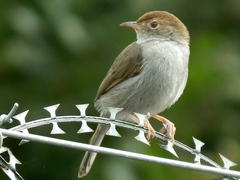Cisticola fulvicapilla fulvicapilla