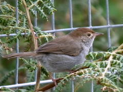 Cisticola fulvicapilla fulvicapilla