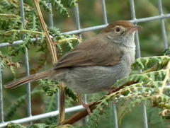 Cisticola fulvicapilla fulvicapilla