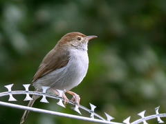 Cisticola fulvicapilla fulvicapilla