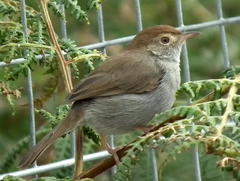 Cisticola fulvicapilla fulvicapilla