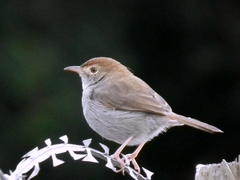 Cisticola fulvicapilla fulvicapilla
