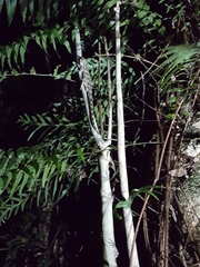 Mokopirirakau southern north island