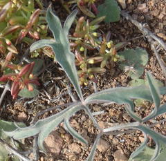 Pelargonium gracillimum