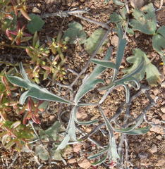 Pelargonium gracillimum
