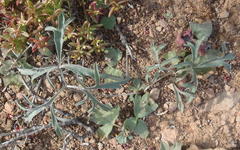 Pelargonium gracillimum