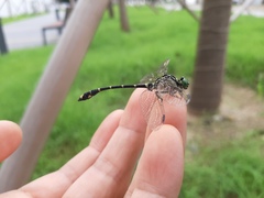 Burmagomphus collaris