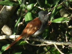 Terpsiphone viridis granti