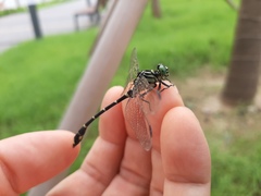 Burmagomphus collaris