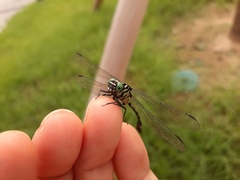 Burmagomphus collaris