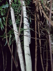 Mokopirirakau southern north island