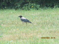 Corvus cornix