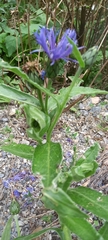 Centaurea semidecurrens