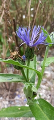 Centaurea semidecurrens