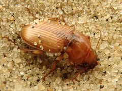 Harpalus flavescens