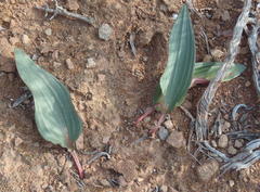 Eriospermum capense capense