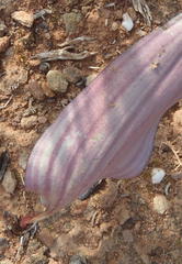 Eriospermum capense capense