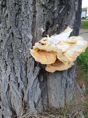 Laetiporus sulphureus