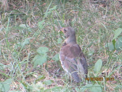 Turdus pilaris