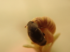 Brachypterolus antirrhini