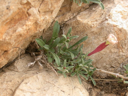 Petrarca's lijmkruid (Silene petrarchae)