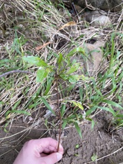 Brabejum stellatifolium