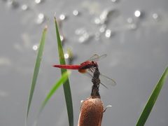Crocothemis servilia