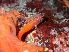 Microlipophrys nigriceps