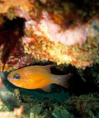 Ostorhinchus flagelliferus