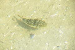 Amblyrhynchote honckenii