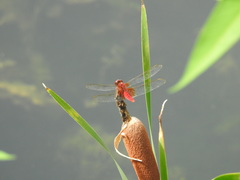 Crocothemis servilia