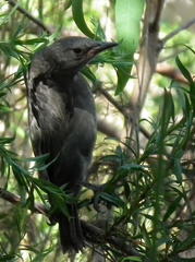 Coracina caesia caesia