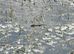 Anax parthenope julius