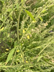Chenopodium