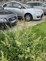 Chenopodium album