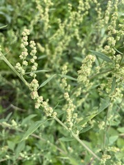 Chenopodium album